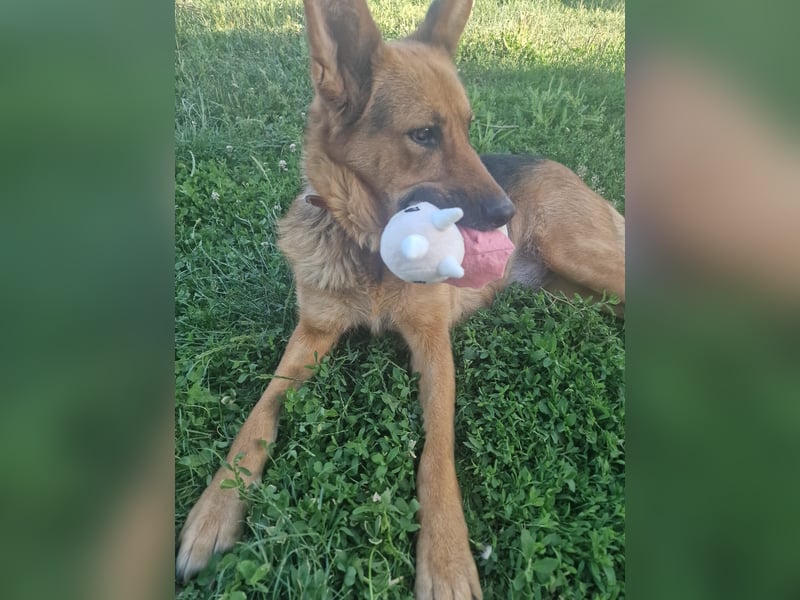 Luna sucht eine Pflege- oder Endstelle