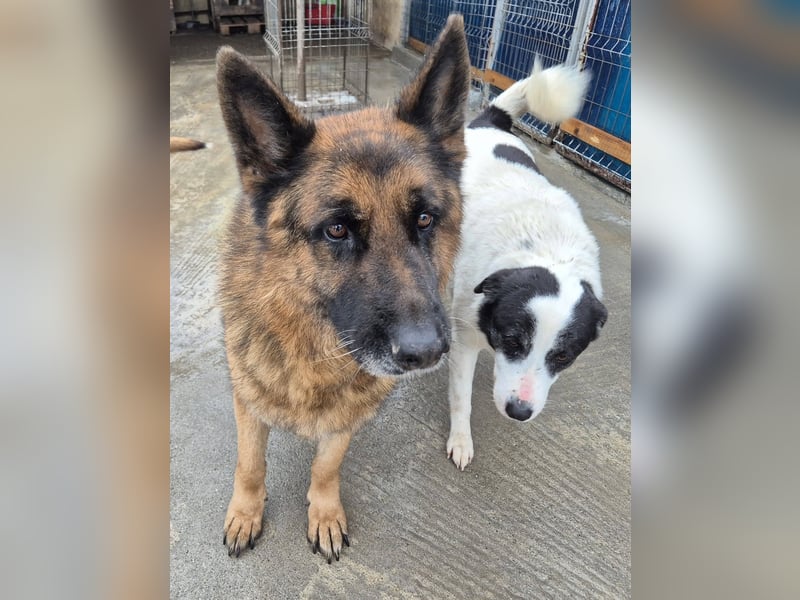 Schäferhund 080935 sucht sein Zuhause