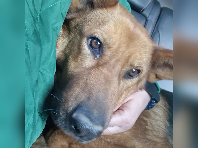 Luna sucht eine Pflege- oder Endstelle