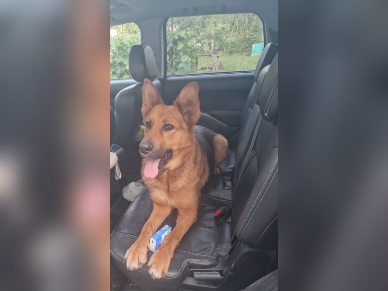 Luna sucht eine Pflege- oder Endstelle