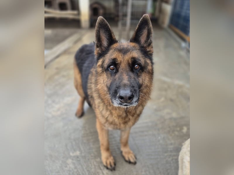 Schäferhund 080935 sucht sein Zuhause