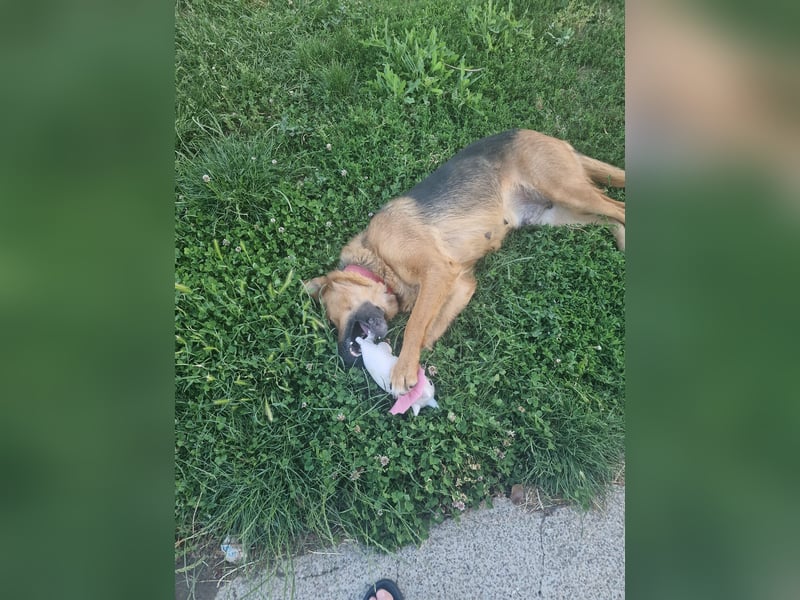 Luna sucht eine Pflege- oder Endstelle