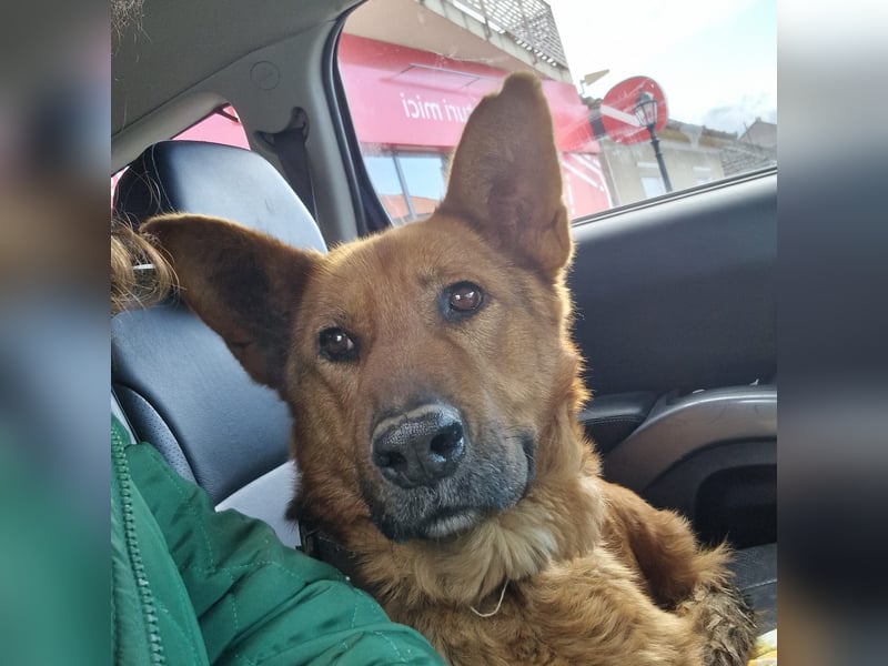 Luna sucht eine Pflege- oder Endstelle