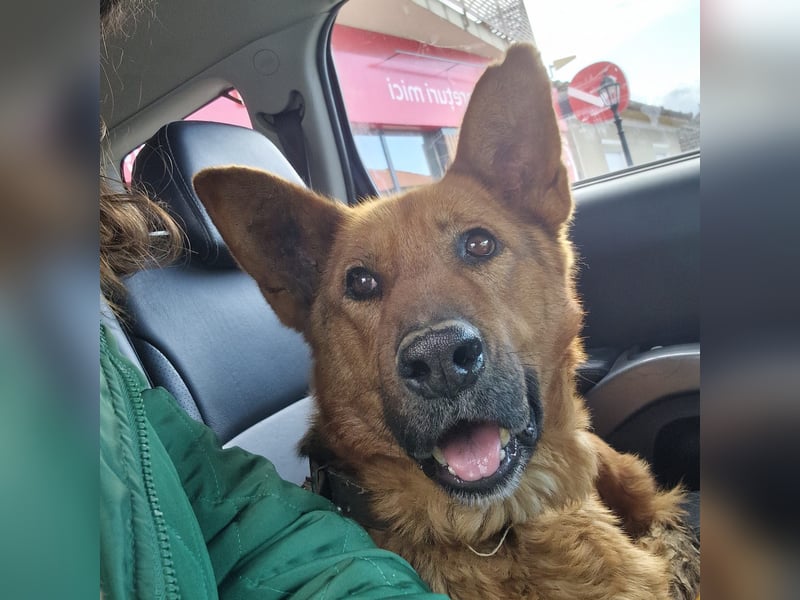 Luna sucht eine Pflege- oder Endstelle