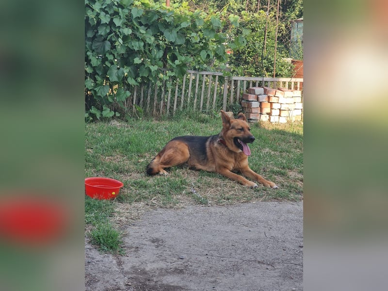 Luna sucht eine Pflege- oder Endstelle