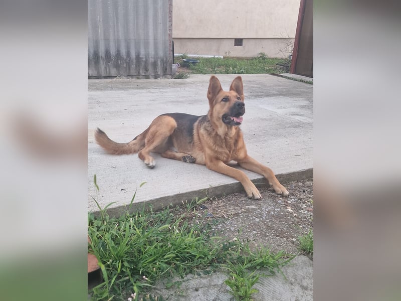 Luna sucht eine Pflege- oder Endstelle