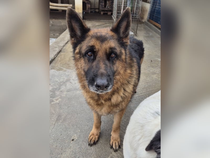 Schäferhund 080935 sucht sein Zuhause