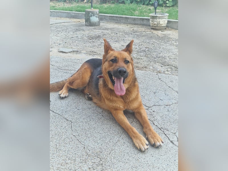 Luna sucht eine Pflege- oder Endstelle