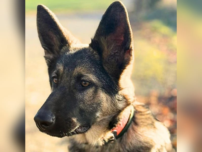 Aila - ist unerfahren