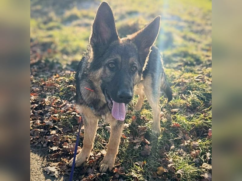 Aila - ist unerfahren