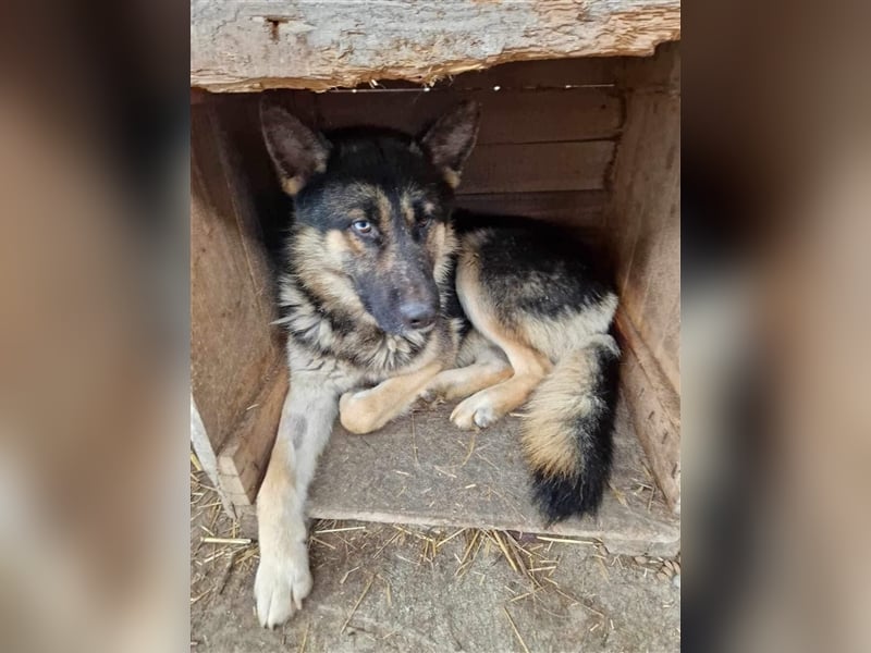 Lucky - Schäferhund mit blauem Auge