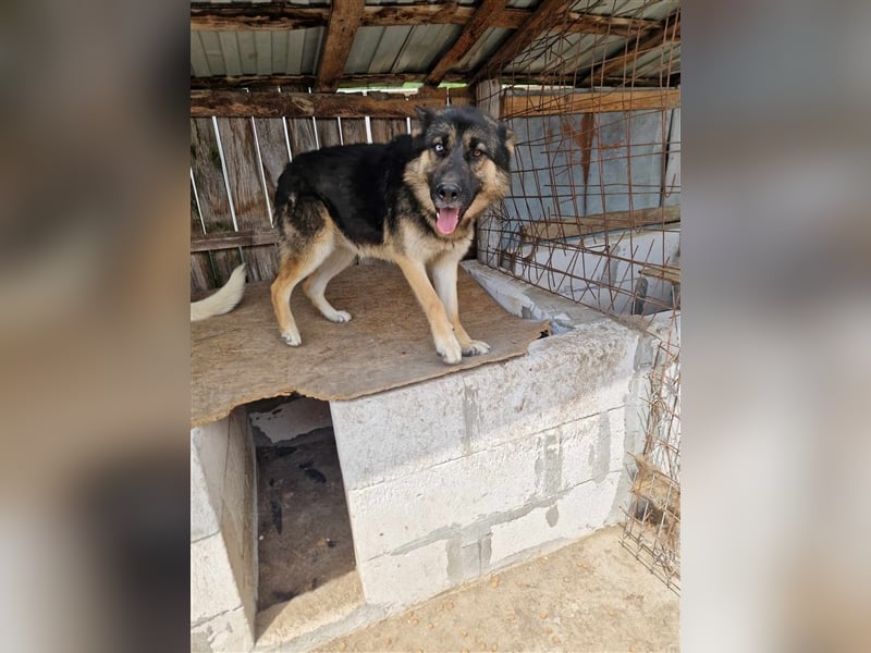 Lucky - Schäferhund mit blauem Auge