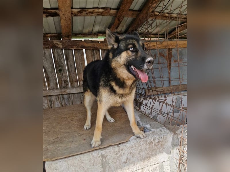Lucky - Schäferhund mit blauem Auge