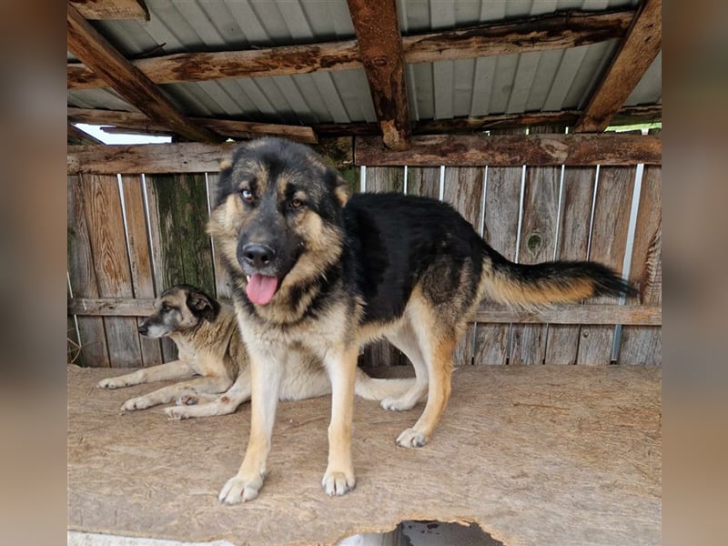 Lucky - Schäferhund mit blauem Auge