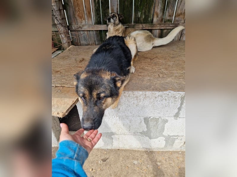 Lucky - Schäferhund mit blauem Auge