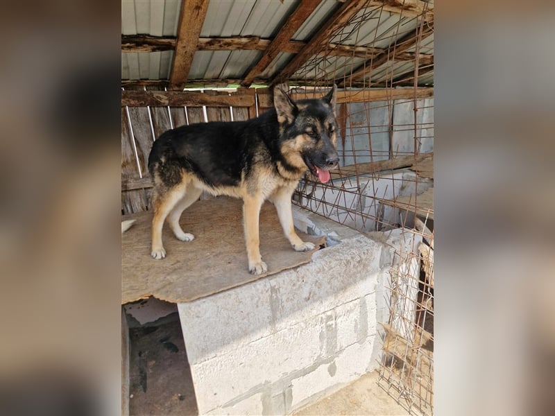 Lucky - Schäferhund mit blauem Auge