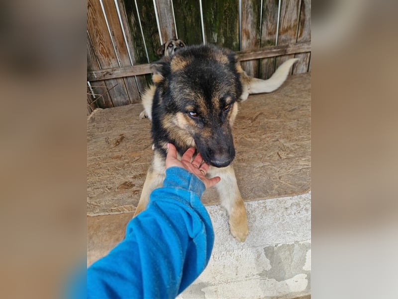 Lucky - Schäferhund mit blauem Auge