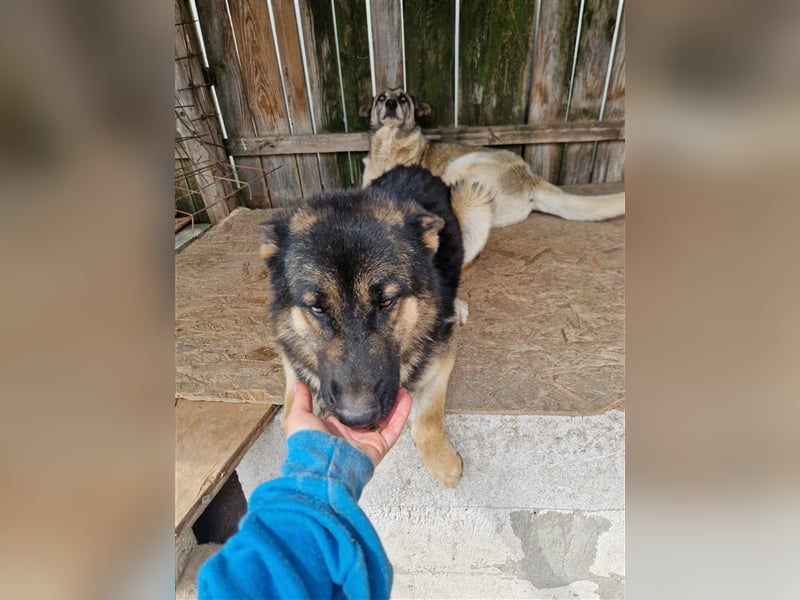 Lucky - Schäferhund mit blauem Auge