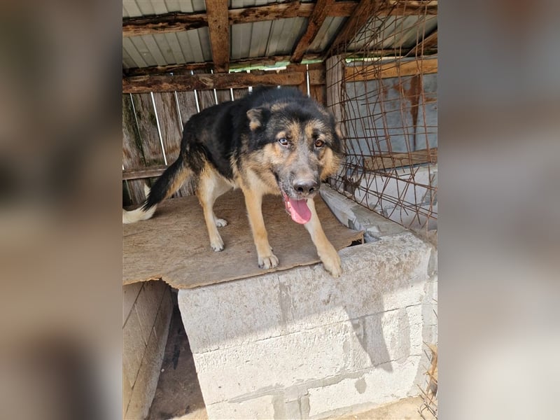 Lucky - Schäferhund mit blauem Auge