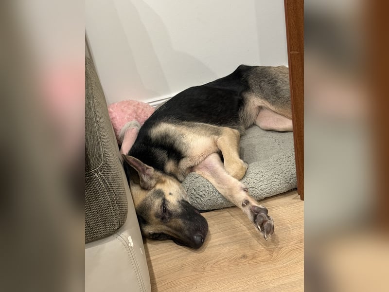 Osteuropäische Schäferhündin