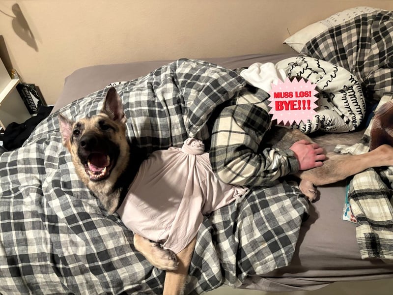 Osteuropäische Schäferhündin