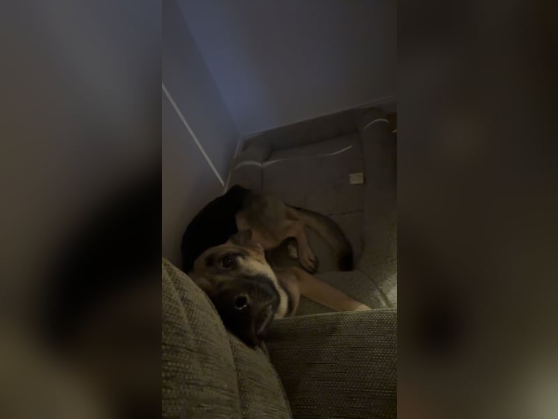 Osteuropäische Schäferhündin