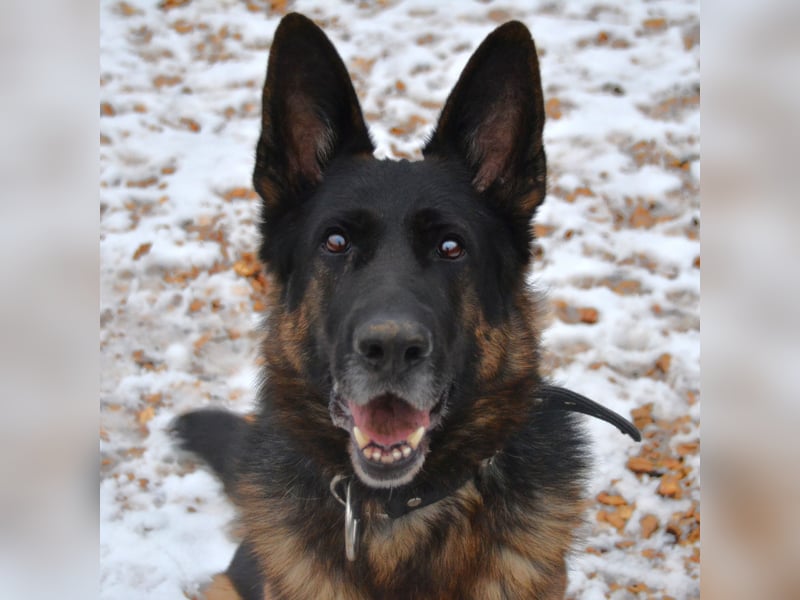 Bronko sucht erfahrenen Halter