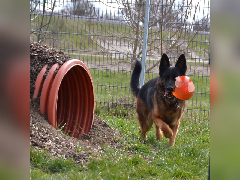 Bronko sucht erfahrenen Halter