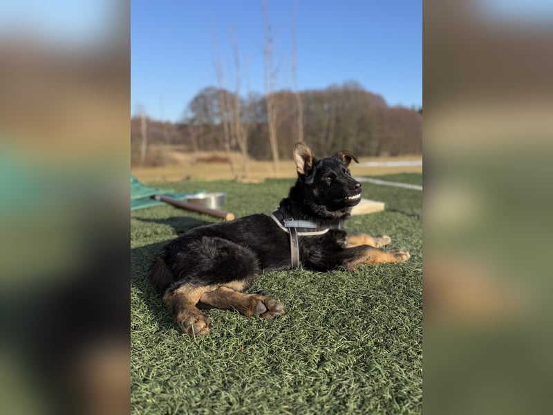 Deutscher Schäferhund / Junghund 7 Monate / DDR-Blutlinie / rote SV/VDH Papiere