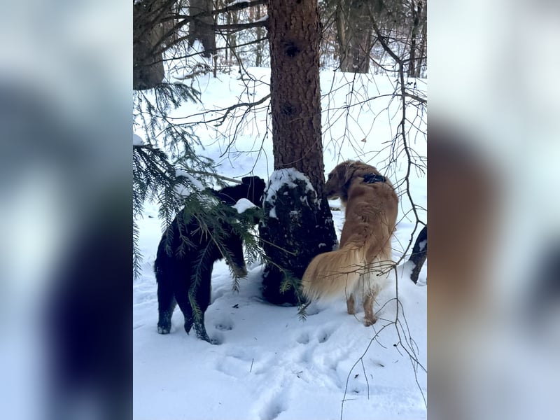 Deutscher Schäferhund / Junghund 7 Monate / DDR-Blutlinie / rote SV/VDH Papiere