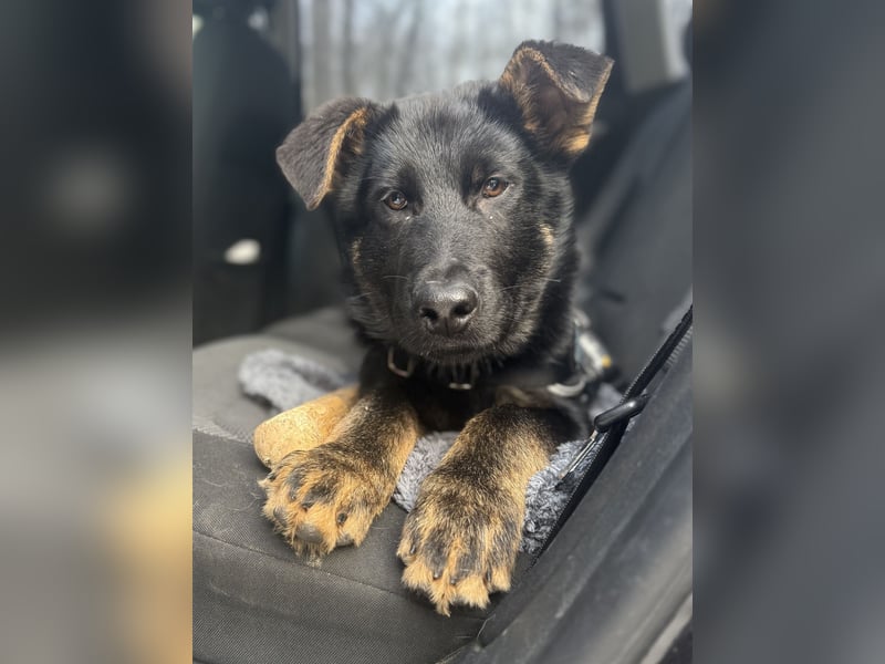 Deutscher Schäferhund / Junghund 7 Monate / DDR-Blutlinie / rote SV/VDH Papiere