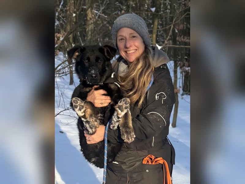 Deutscher Schäferhund / Junghund 7 Monate / DDR-Blutlinie / rote SV/VDH Papiere