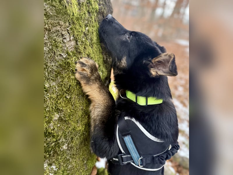 Deutscher Schäferhund / Junghund 7 Monate / DDR-Blutlinie / rote SV/VDH Papiere