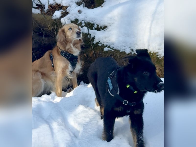 Deutscher Schäferhund / Junghund 7 Monate / DDR-Blutlinie / rote SV/VDH Papiere