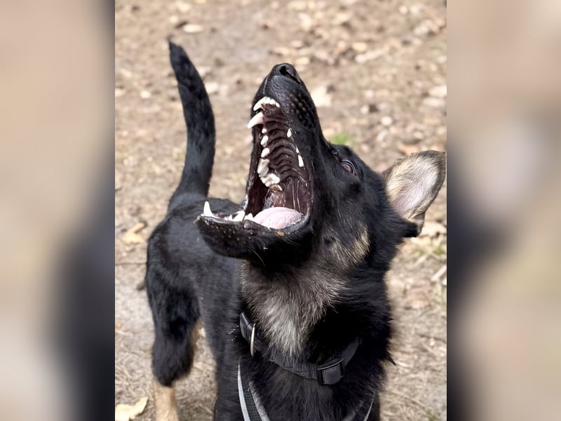 Deutscher Schäferhund / Junghund 7 Monate / DDR-Blutlinie / rote SV/VDH Papiere