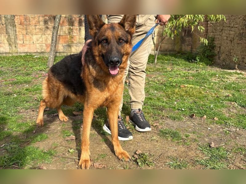 liebevoller Schäferhund Magnum