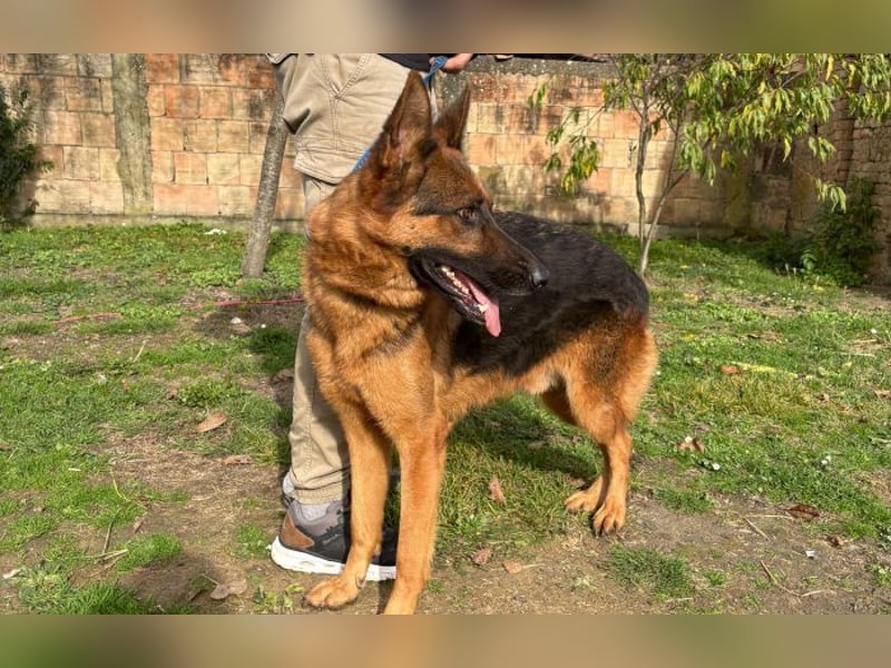 liebevoller Schäferhund Magnum