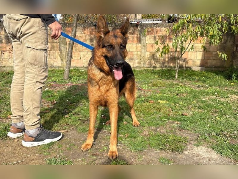 liebevoller Schäferhund Magnum