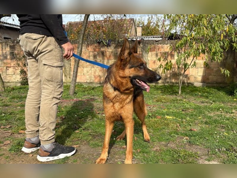 liebevoller Schäferhund Magnum