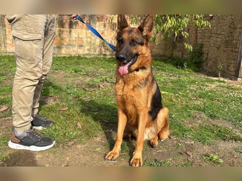 liebevoller Schäferhund Magnum