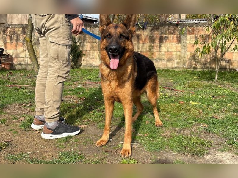 liebevoller Schäferhund Magnum