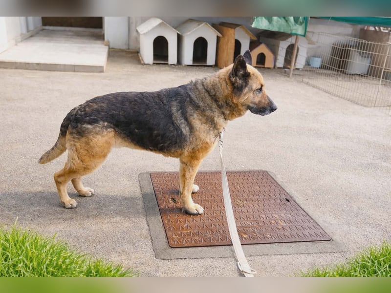 Schäferhündin Avani sucht ihr Zuhause