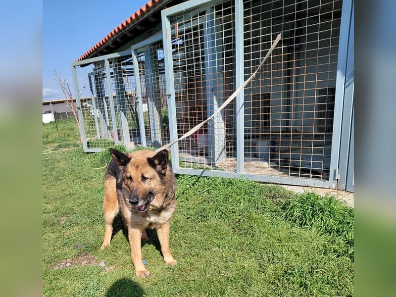 Schäferhündin Avani sucht ihr Zuhause