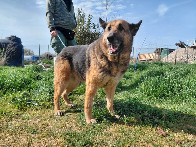 Schäferhündin Avani sucht ihr Zuhause