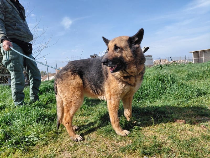 Schäferhündin Avani sucht ihr Zuhause