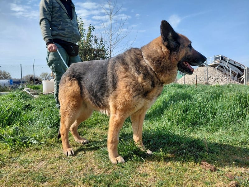 Schäferhündin Avani sucht ihr Zuhause