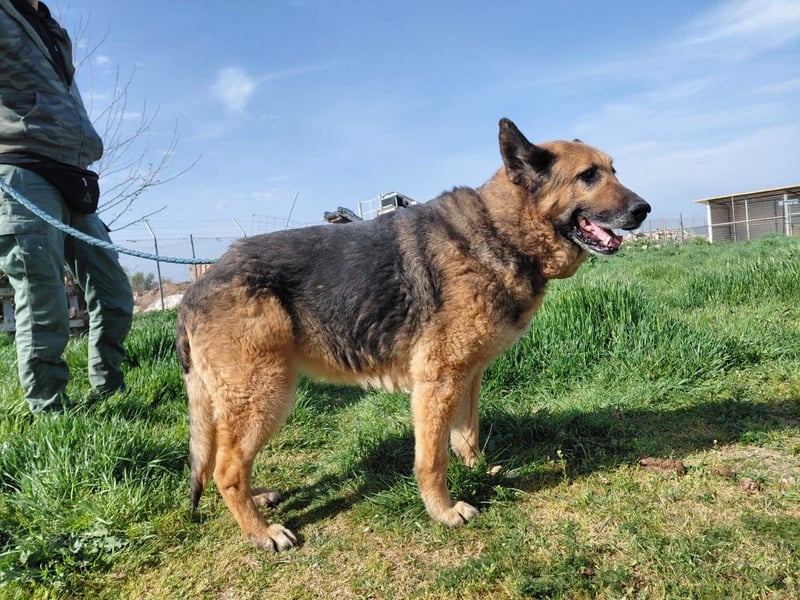 Schäferhündin Avani sucht ihr Zuhause