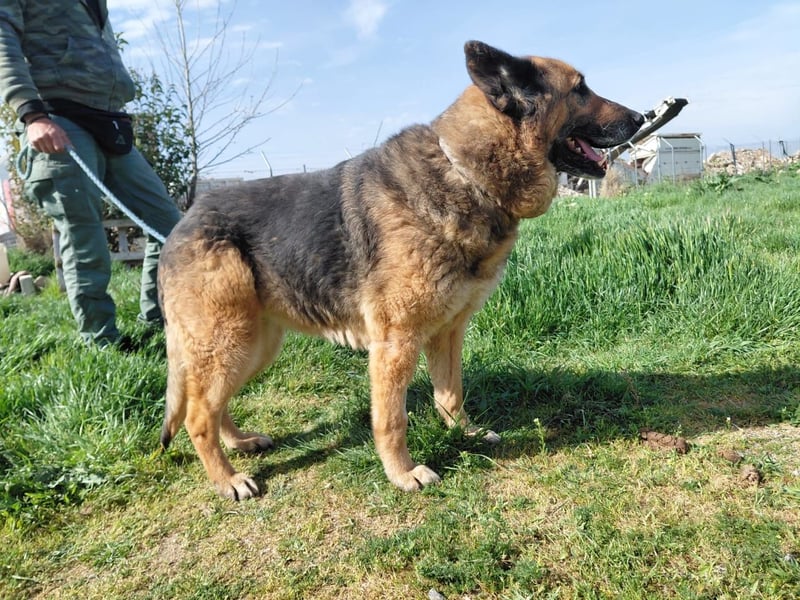Schäferhündin Avani sucht ihr Zuhause