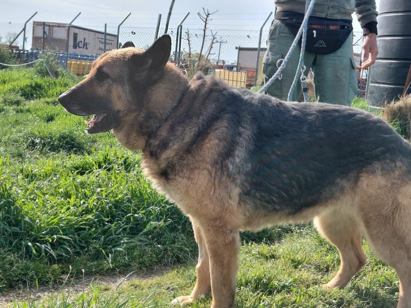 Schäferhündin Avani sucht ihr Zuhause