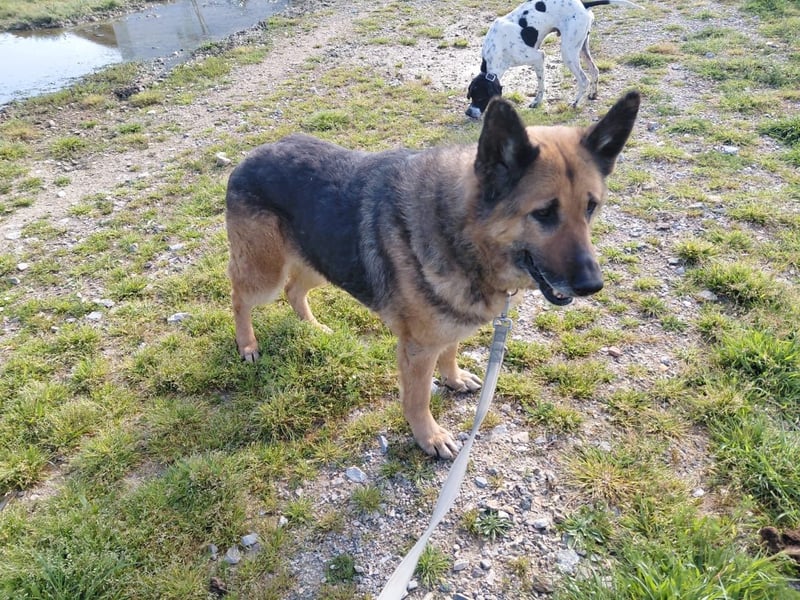 Schäferhündin Avani sucht ihr Zuhause